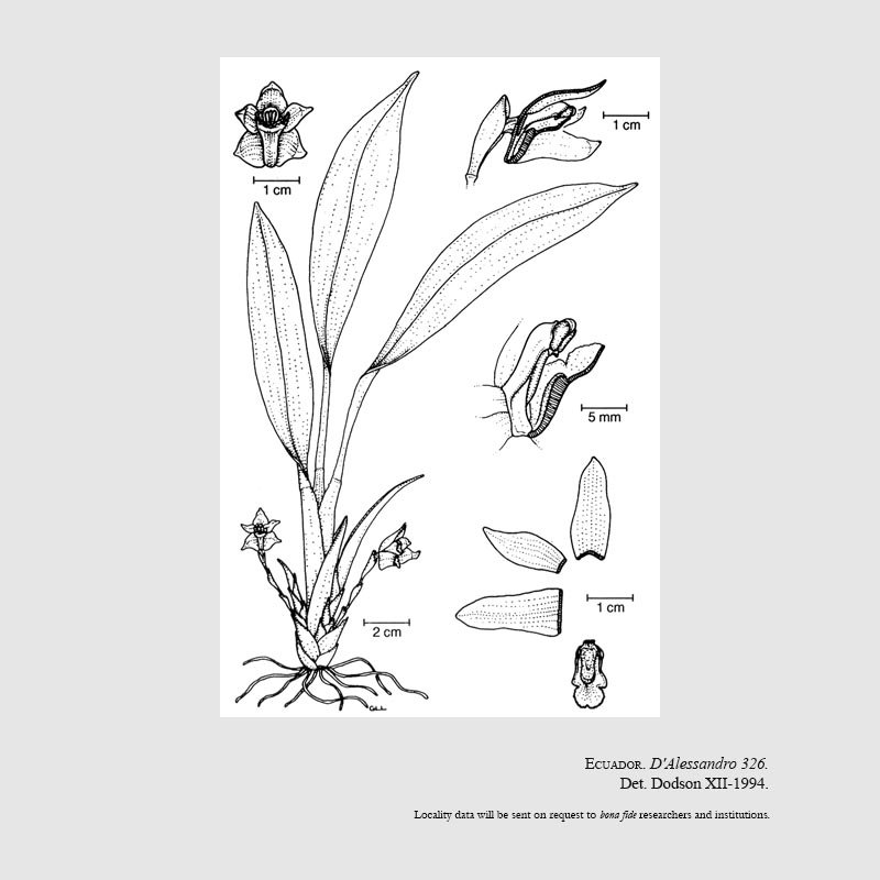 Maxillaria dalessandroi